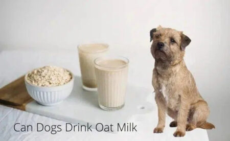 Can Dogs Have Oat Milk?