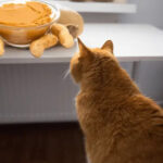 Can Cats Eat Peanut Butter?