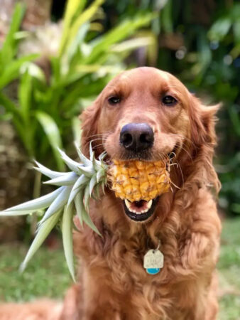Can Dog Eat Pineapple?