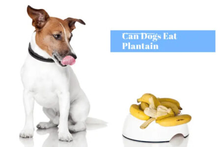 Can Dogs Eat Plantains?