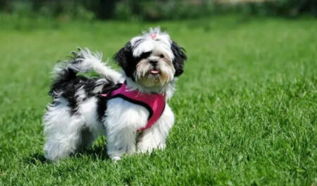 Can Puppies Wear Harnesses All the Time?