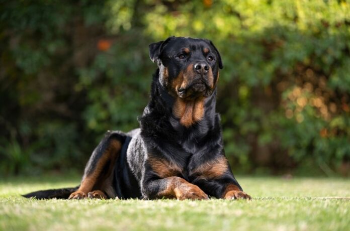 Rottweiler: All You Need to Know About This Dog