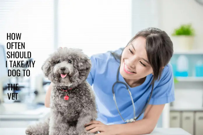 How Often Should I Take My Dog to the Vet?