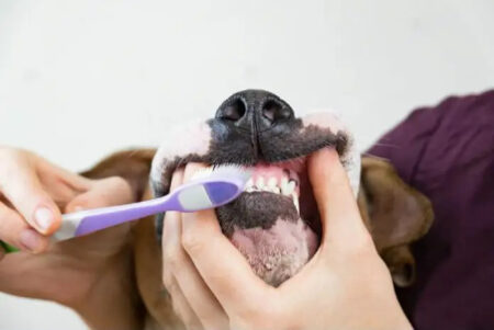 What Can I Give My Dog For Bad Breath?