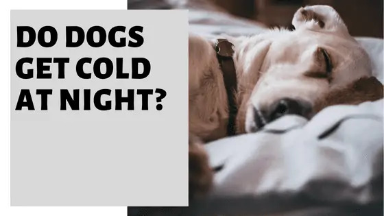 Do Dogs Get Cold At Night?