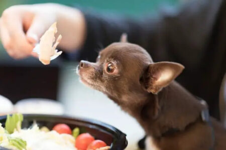 How Long To Boil Chicken For Dogs?