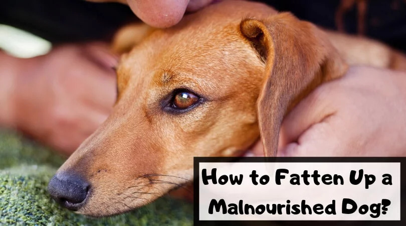 How to Fatten Up A Malnourished Dog