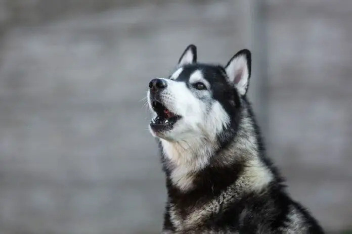 Why Do Huskies Scream?