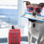 Can I Buy a Seat for My Dog on an Airplane?