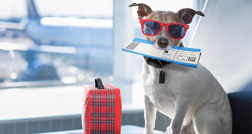 Can I Buy a Seat for My Dog on an Airplane?