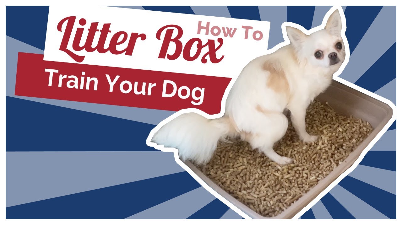 Can You Train Dogs To Use A Litter Box?