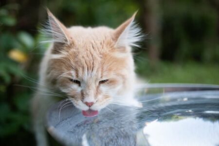 Cat Drinking a Lot of Water