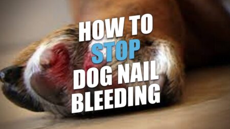 How to Stop A Dog Nail Bleeding in a Jiffy