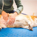 Will A Dog With Bloat Sleep?
