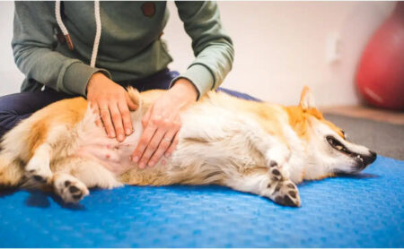 Will A Dog With Bloat Sleep?