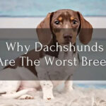 Why Dachshunds Are the Worst Breed