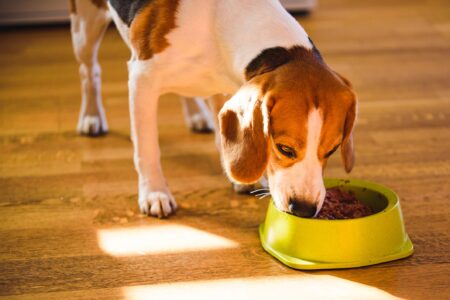 Putting Water in Kibble