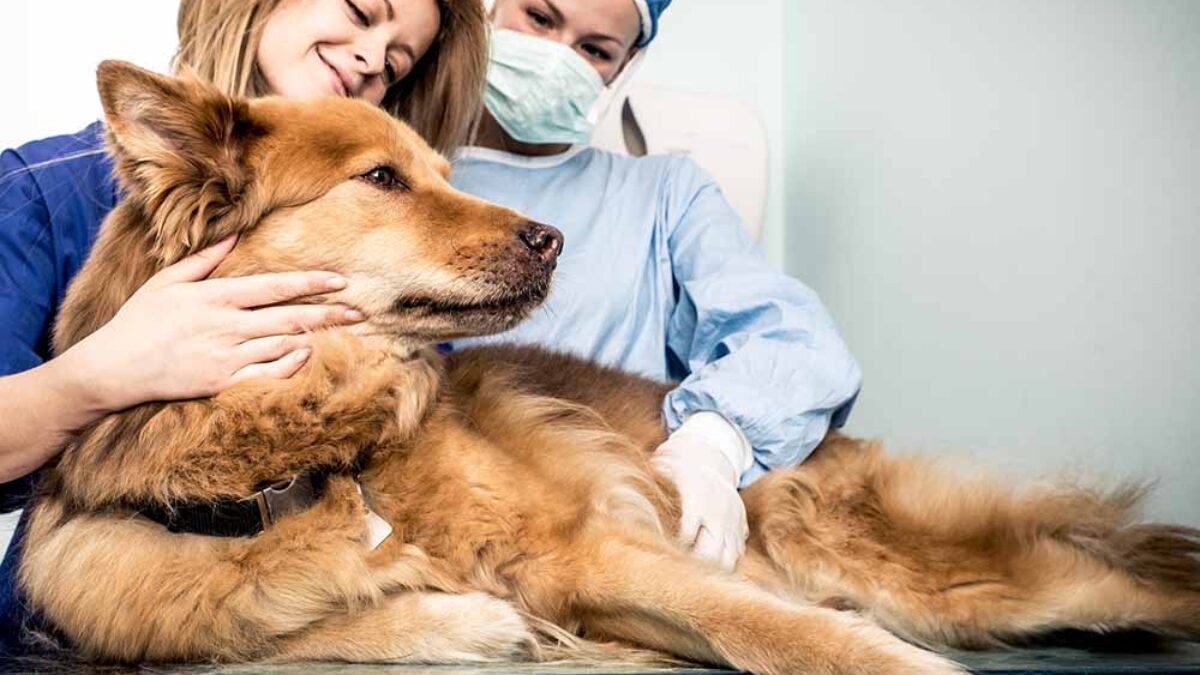 Dog Kidney Failure: When To Euthanize Your Dog