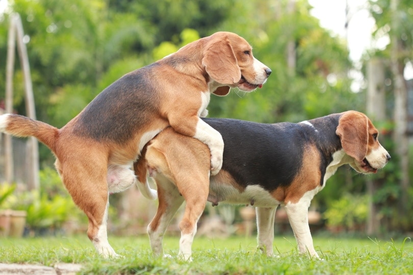 Ways To Know If Dog Mating Is Successful