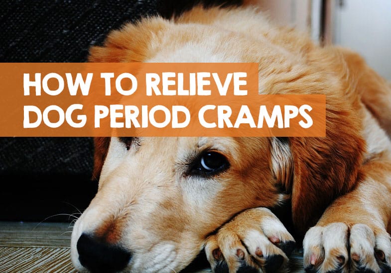 How To Relieve Dog Period Cramps