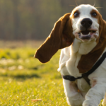 Pitbull Basset Hound Mix