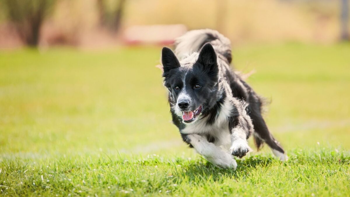 Why Do Dogs Walk In Circles Before They Die?