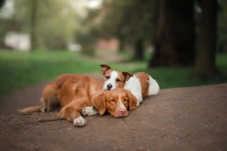 Male Dog Won't Leave My Female Dog Alone