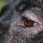 Dog Losing Hair Around Eyes