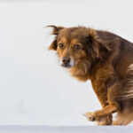 Home Remedy for Dog Itchy Bum