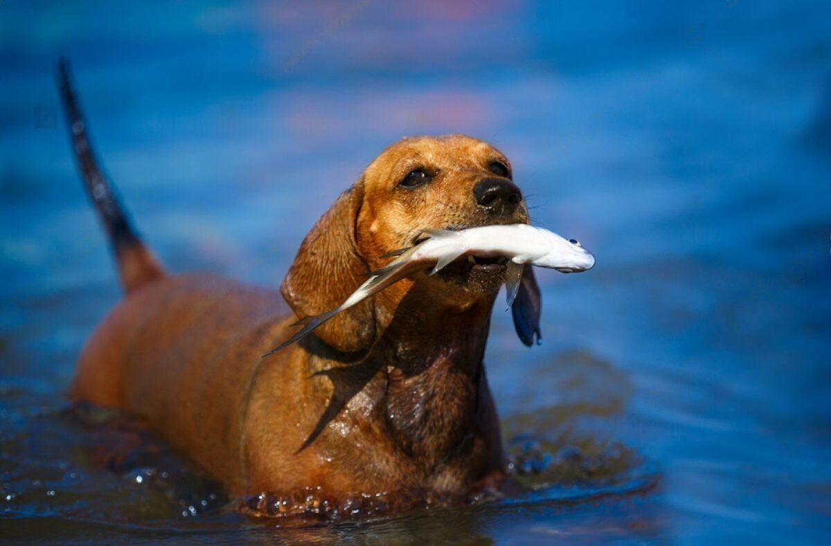 Fishing Dog Names
