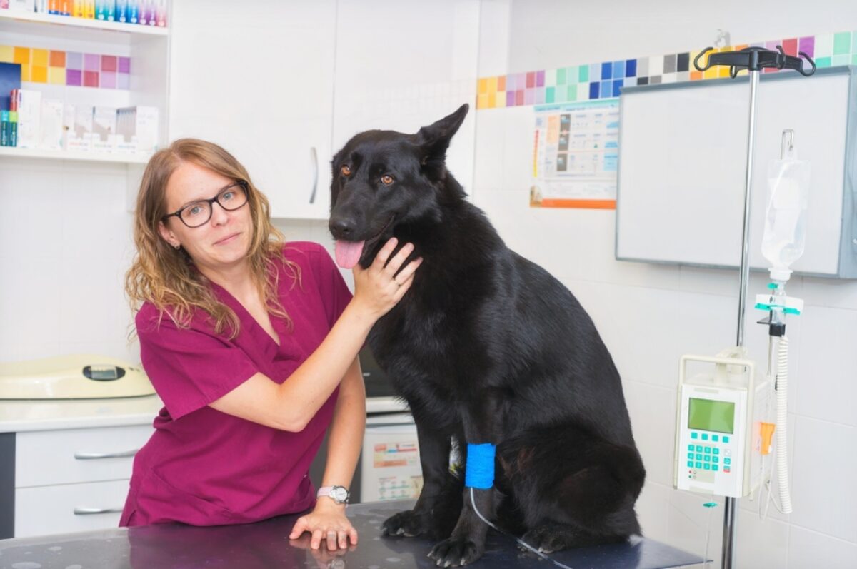 The Side Effects of Dog IV Fluid