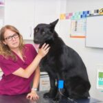 The Side Effects of Dog IV Fluid