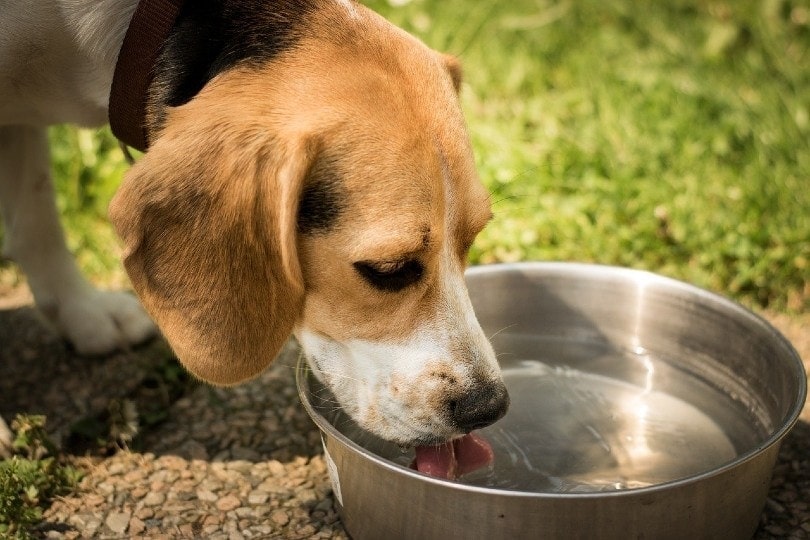 Why Has My Dog Stopped Eating But Still Drinking Water?