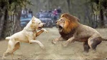 Lion VS Pitbull: Who Would Win In A Fight