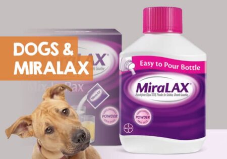 Can You Give A Dog Miralax?