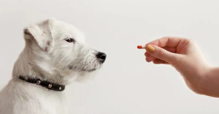 Can I Give My Dog His Antibiotic 2 Hours Early?