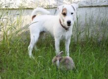 Tips To Train a Dog Not to Attack Rabbits