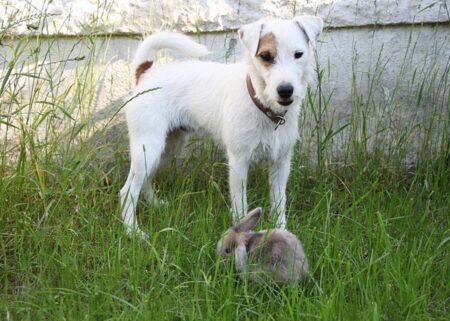 Tips To Train a Dog Not to Attack Rabbits