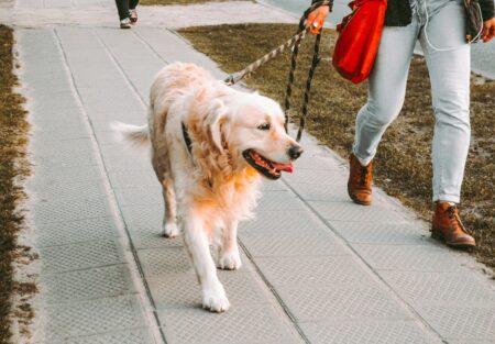 Can I Walk My Dog 30 Minutes After Eating?