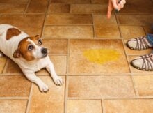 How To Punish Dogs For Pooping In House