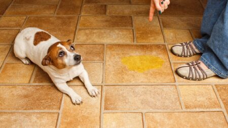How To Punish Dogs For Pooping In House