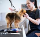 Pet Grooming Near Me for Dogs and Cats