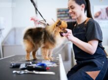 Pet Grooming Near Me for Dogs and Cats