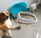 Dog Peeing Near Cat Litter Box: Why & What You Can Do