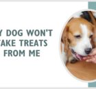 Why Won't My Dog Take Treats From My Hand?