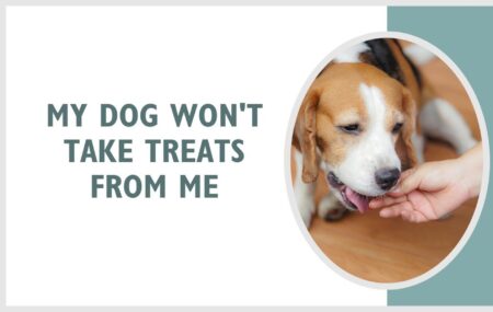 Why Won't My Dog Take Treats From My Hand?