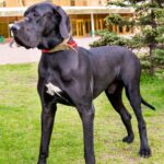 Great Dane Pitbull Mix