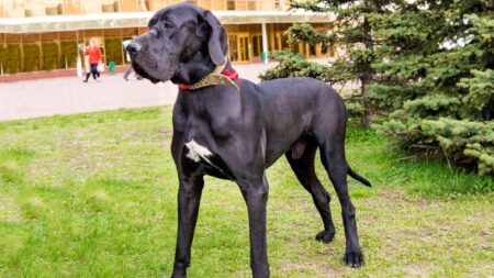 Great Dane Pitbull Mix