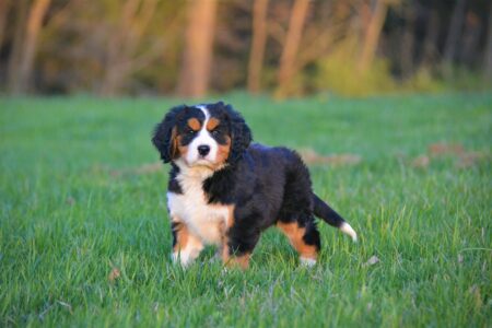 Mini Bernese Mountain Dog