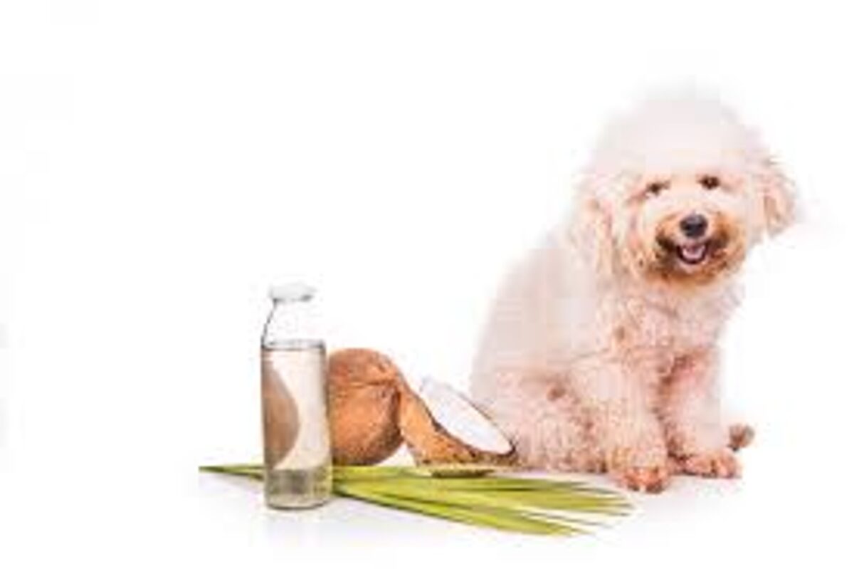Coconut Oil For Dog Shedding